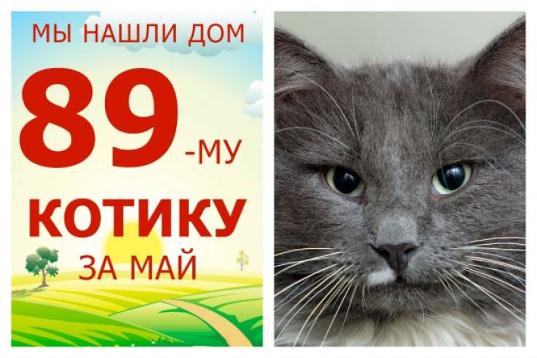 Провожаем домой трехлетнего красавчика Бриоша!