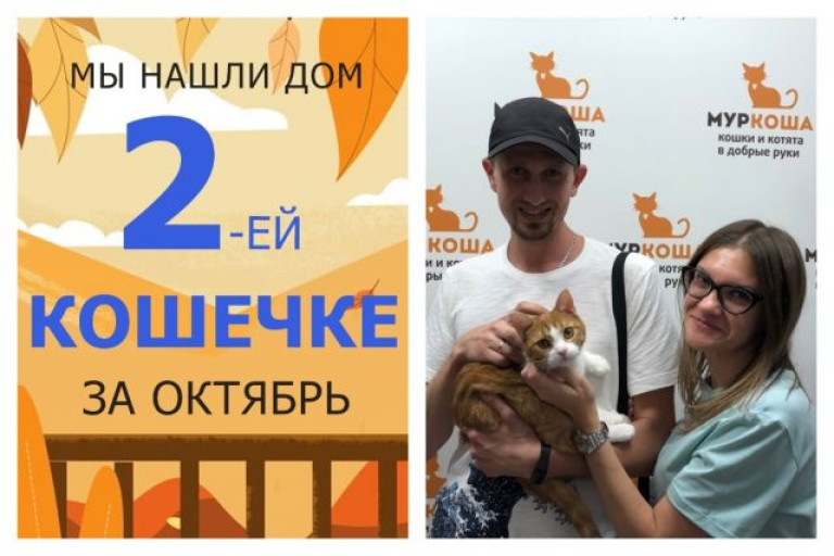 У кошечки Хризантемки появились дом и семья!