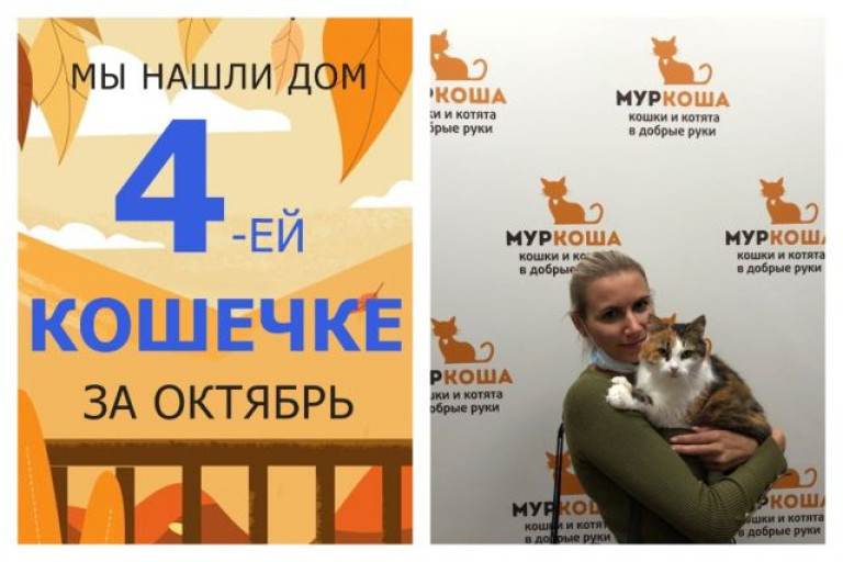Пятилетняя кошечка Жизель обрела новый дом!