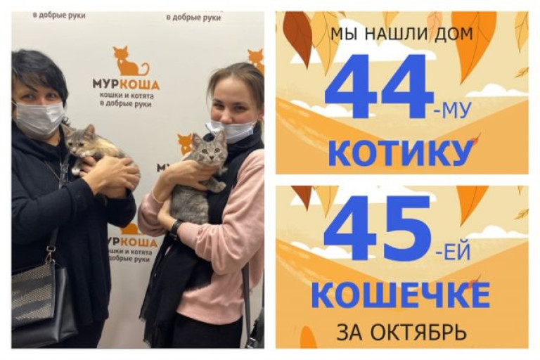 Котята Тофсла и Вифсла стали домашними всего за десять дней!