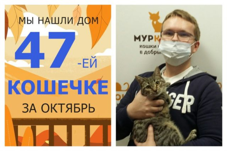 Кошечка Даллия стала домашней и любимой!