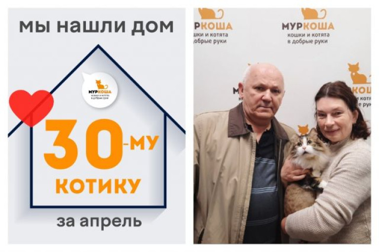 Отважный котик Шерстемир встретил ответственных хозяев!