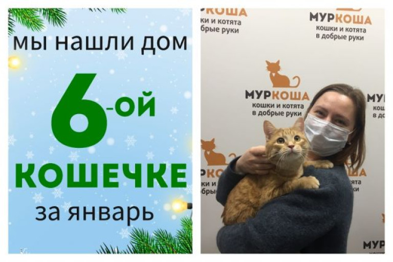 Стала домашней и счастливой кошечка Ряженка!