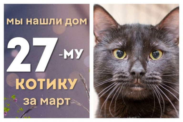 Котик Мелвис отправился в домашнюю жизнь!