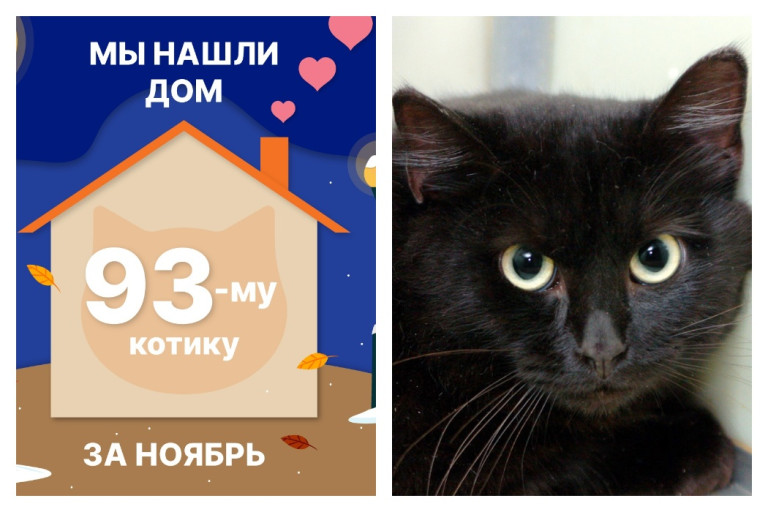 Уличный котик Дарчик стал домашним!