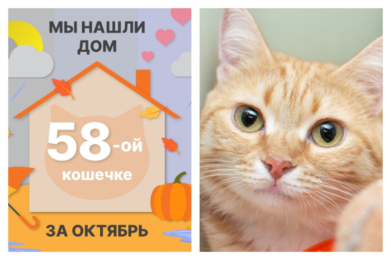 Кошечка Бардина стала домашней за два с половиной месяца!