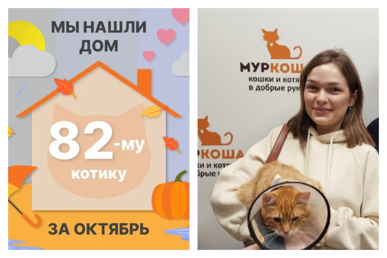 Годовалый котик Жаднич начинает счастливую жизнь дома!