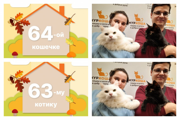 Котик Эльбрус и кошечка Бешту нашли новый дом за неделю!