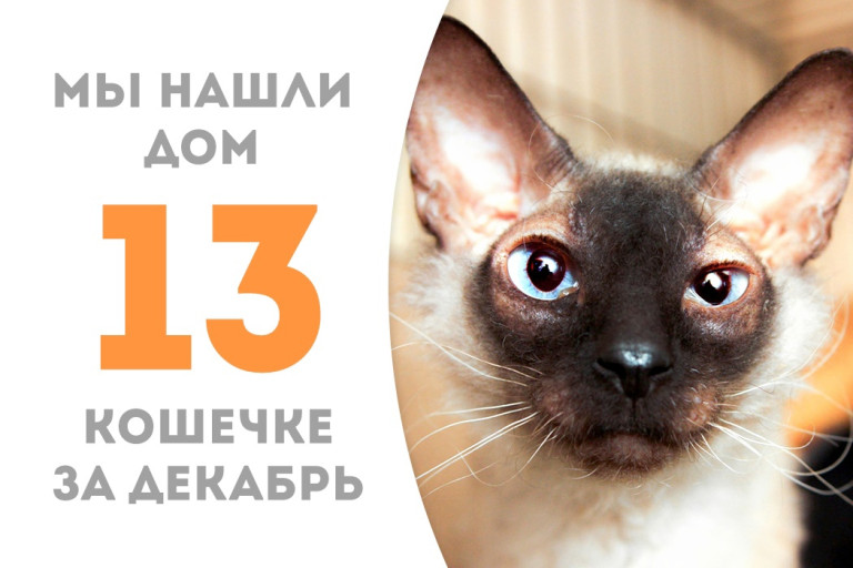 Кудрявая и голубоглазая кошечка Дунечка нашла новый дом, пробыв три недели в приюте! 