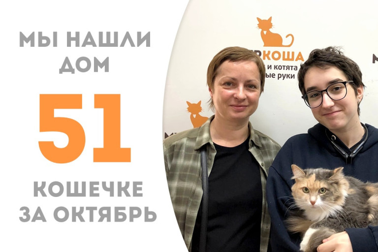 Двухлетняя кошечка Эллика, ранее жившая в библиотеке, отправилась в домашнюю жизнь! 