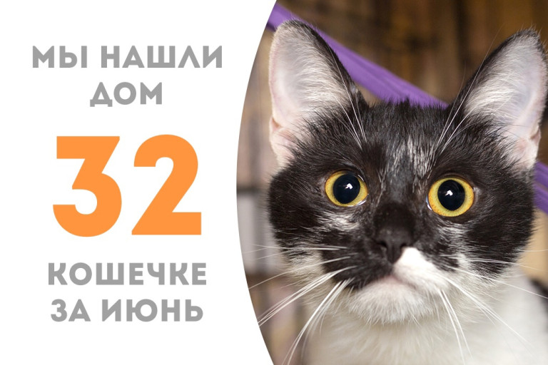 Одиннадцатимесячная кошечка Кассиди стала домашней! 