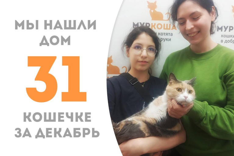 Полуторагодовалая кошечка Кесси, спасённая в Мариуполе, нашла новый дом!