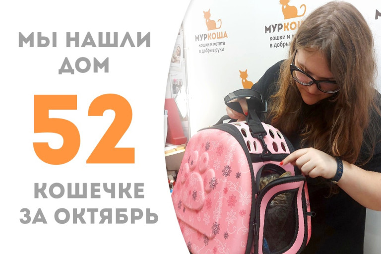 Семилетняя кошечка по имени Лобода стала домашней! 