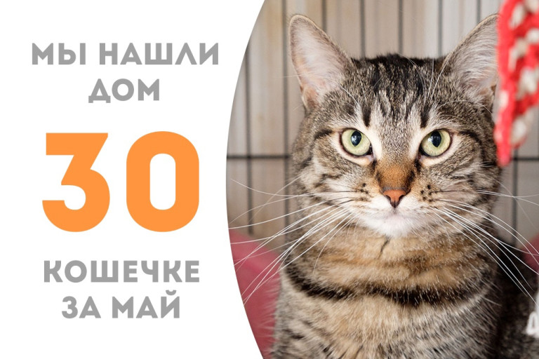 Кошечка Луана встретила своё счастье и уехала домой! 