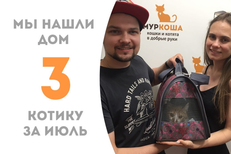 Котик Олли стал домашним! 