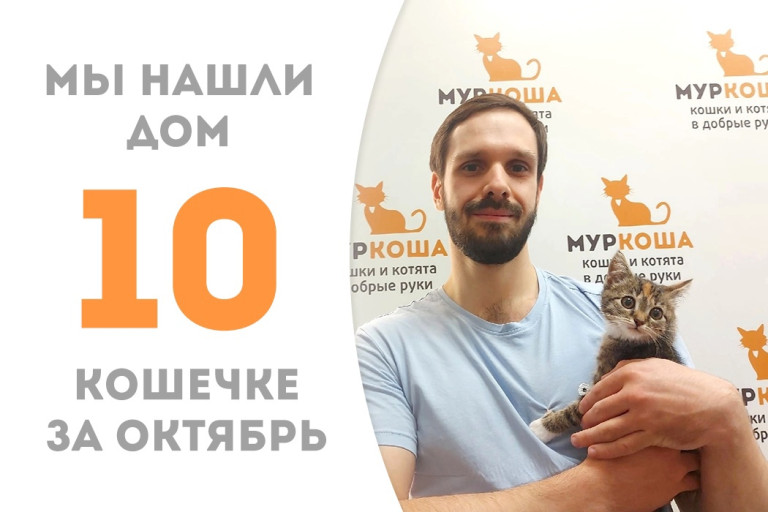 Кошечка Осака трёх месяцев от роду покорила сердце доброго человека, проведя месяц в приюте! 