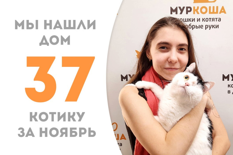 Двухлетний котик Рапсик вновь стал домашним, пробыв два месяца в приюте! 