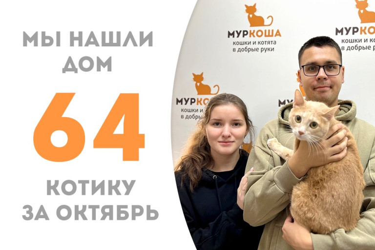 Менее трёх недель понадобилось котику Рысочкину для поиска новой семьи