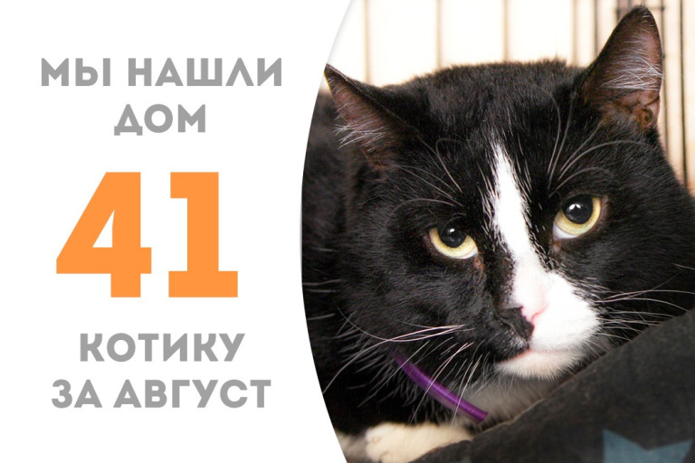 Котик Заюня встретил доброго человека и вновь стал домашним! 