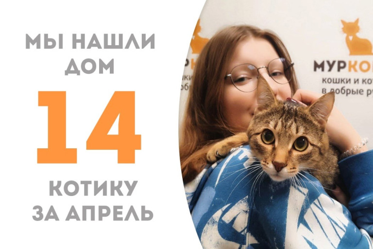 Котик Арктик стал домашним!