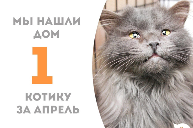 Два месяца понадобилось двухлетнему котику Максвелу, чтобы вновь обрести дом и семью с названым братиком Ониксом, нашим выпускником!