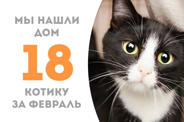 Котик Нобель начинает счастливую домашнюю жизнь!