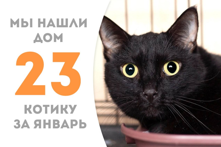 Две недели понадобилось котику Остину Пауэрсу для поиска нового дома!