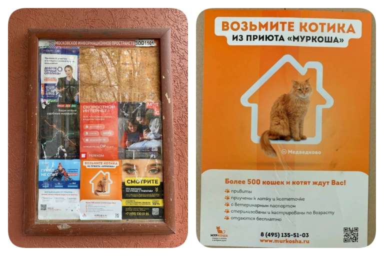 Несём добро и котиков в мир