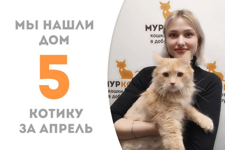 Трехлетний котик Плут стал снова домашним!