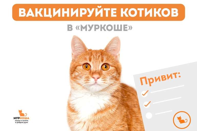 Ежегодная вакцинация ваших питомцев в "Муркоше"