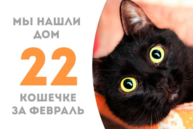 Кошечка Зарифа стала домашней и любимой!