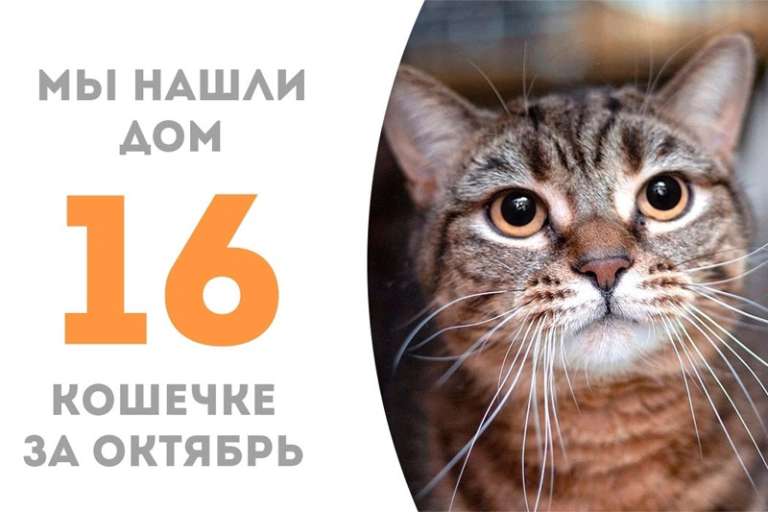 Полосатенькая Сарена становится домашней счастливицей!