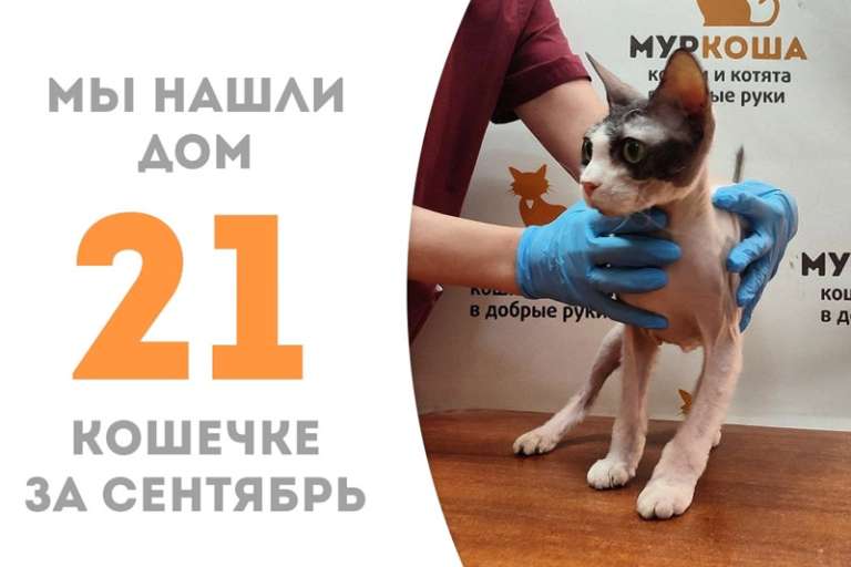 Необычная красотка Бирюза обрела дом за чуть больше полутора месяцев!