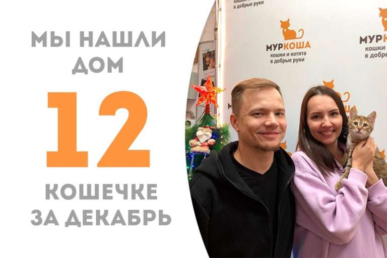 Любознательная кошечка Глазастик нашла дом меньше чем за 2 месяца!