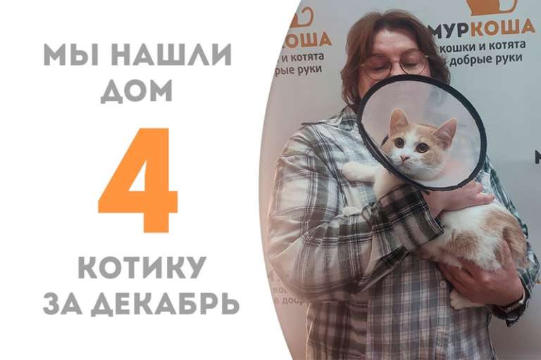 Кото-позитивчик Орнамент стал домашним!
