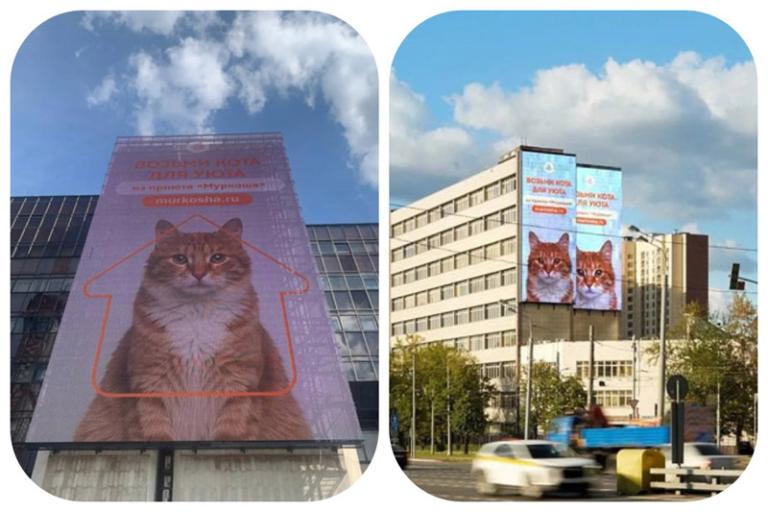 Благодарим Медиагруппу «РИМ» за рекламную кампанию для наших котиков!