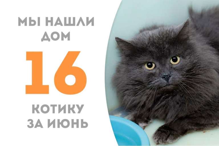 Дымчатый домовëнок Аллюр теперь домашний!