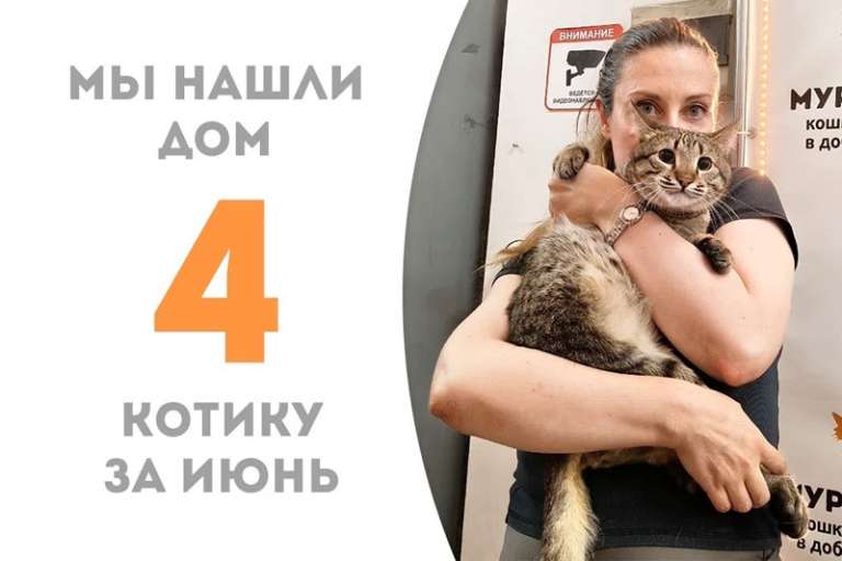 Милейший котик Генацвале стал домашним!