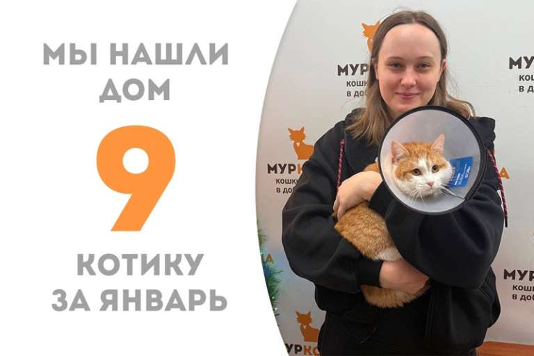 Прекрасный котик Мьюс обрел дом!