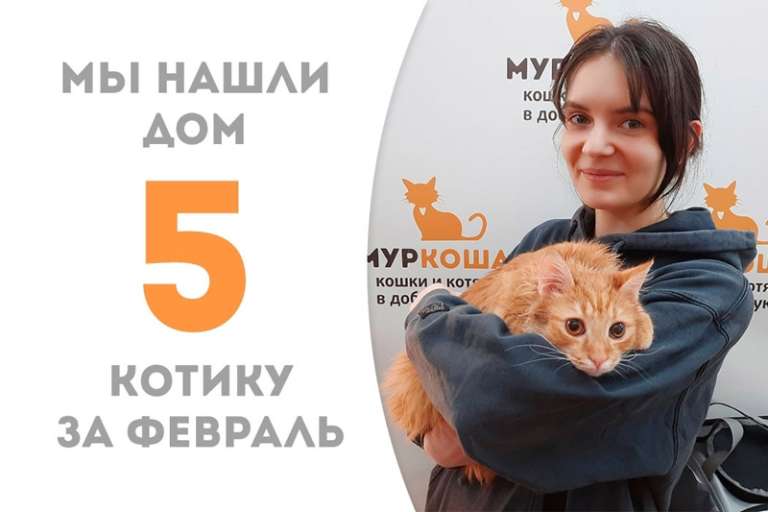 Рыжий красавец Ренард стал домашним!