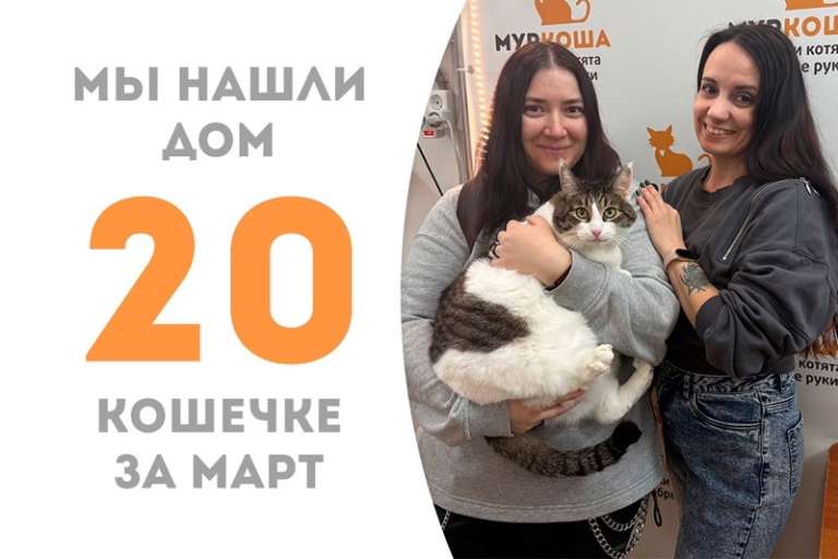 Знатная кошечка Рукавичка обрела семью!