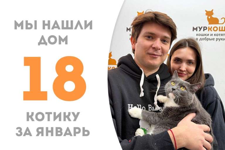 Приносящий удачу котик Сайгон нашел дом!