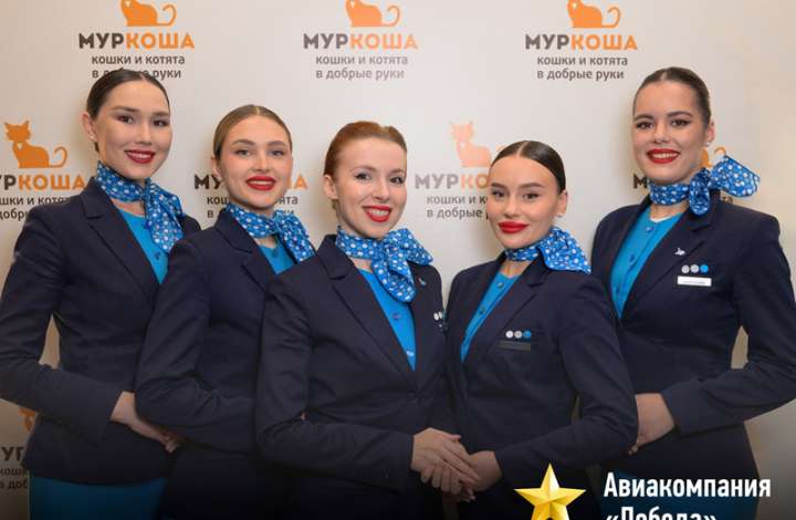 Муркоша - кошки и котята в добрые руки