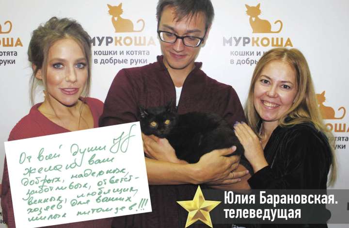 Муркоша - кошки и котята в добрые руки