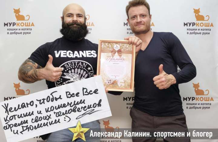 Муркоша - кошки и котята в добрые руки