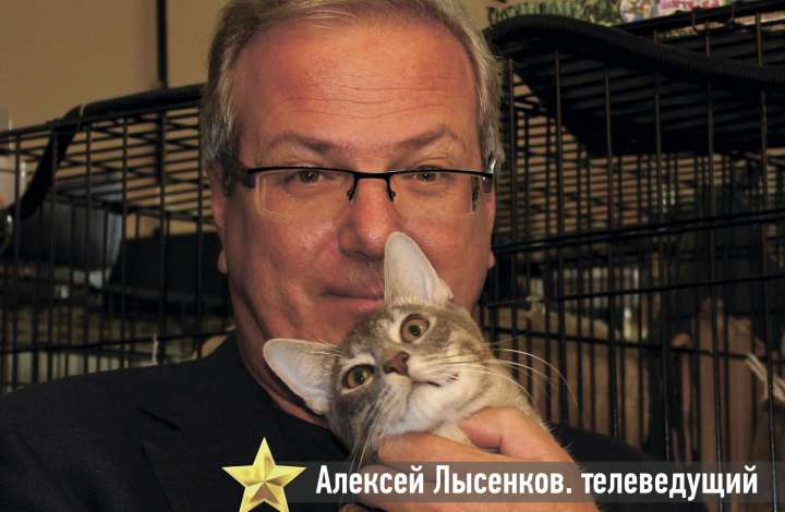 Муркоша - кошки и котята в добрые руки