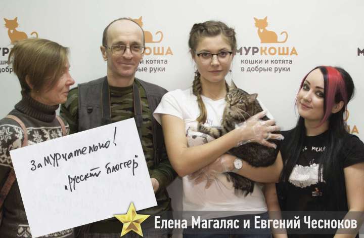 Муркоша - кошки и котята в добрые руки