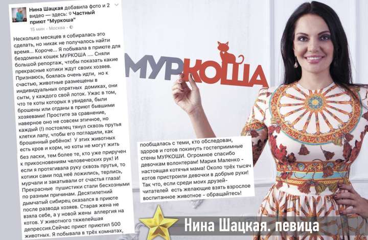 Муркоша - кошки и котята в добрые руки
