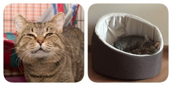 Ксавье: котик по объявлению