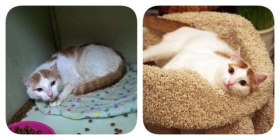 Кот Архип из запечатанной коробки